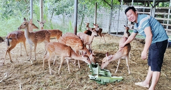 Hươu sao, con thú mọc thứ đại bổ trên đầu, là động vật hoang dã, nuôi ở Tuyên Quang, dân giàu hẳn