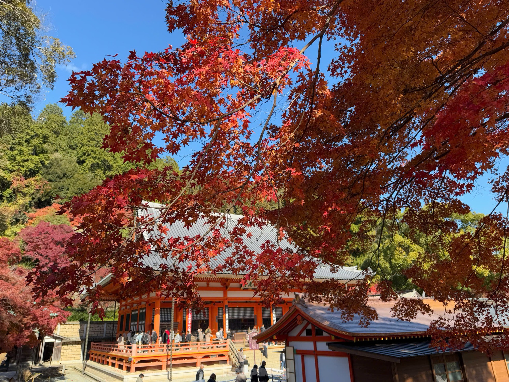 Fasziniert von der Herbstlandschaft mit roten und gelben Blättern in Japan, Foto 7