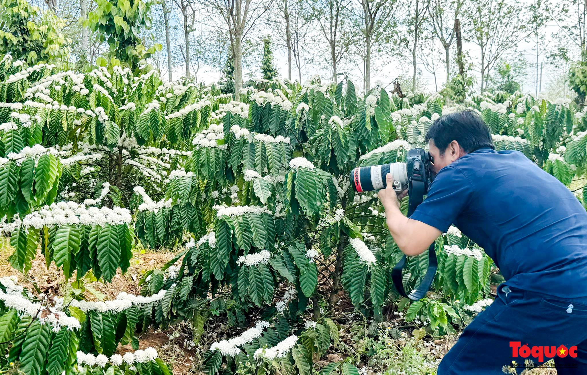 Mê mẩn mùa hoa cà phê nở trắng Tây Nguyên - Ảnh 9.