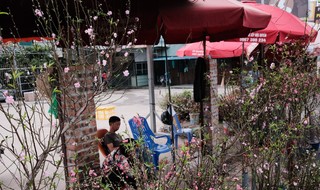 Después del Tet, las flores de durazno se agotan, pero los comerciantes siguen moviendo la cabeza consternados.