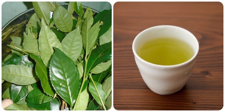 Is it okay to drink fresh tea left overnight is a concern of many people.