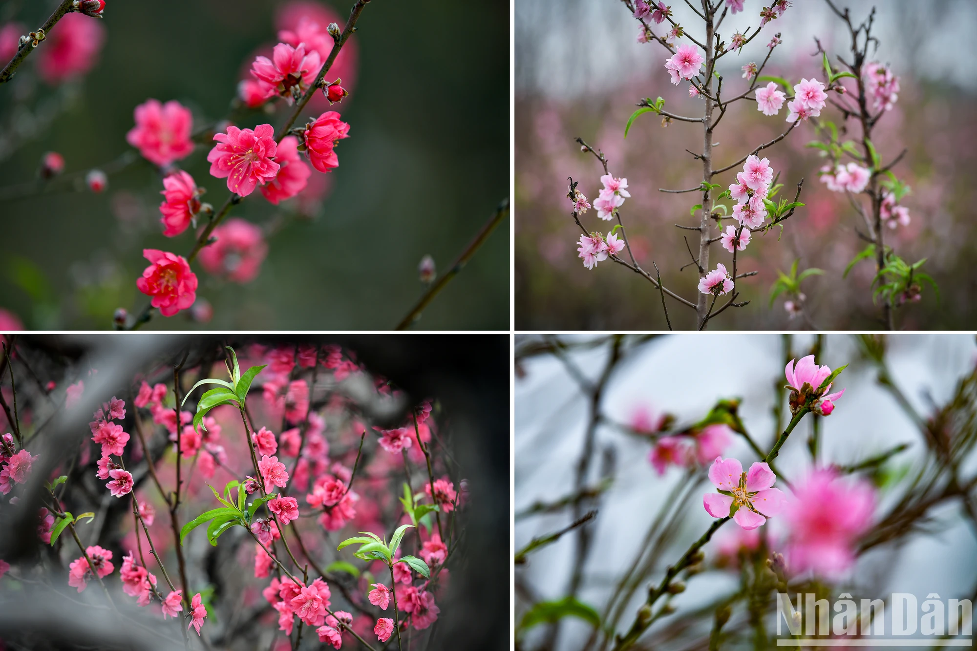 [写真] 旧正月前夜に満開となったニャットタン - プートゥオンの桃の花村 写真5