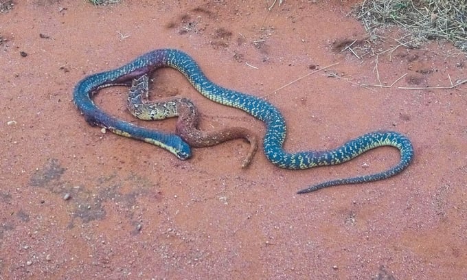 Hổ mang thủng bụng sau khi nuốt chửng rắn puff adder. Ảnh: Marietjie Hattingh