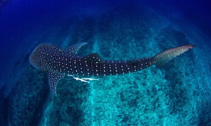 Les requins-baleines plongent profondément pour se nourrir. Photo : Leith Holtzman