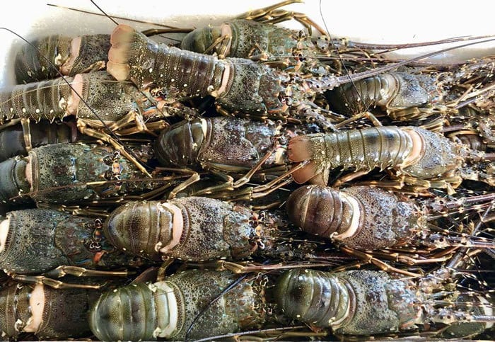 Vietnam vende la mayor cantidad de camarones al mercado chino.