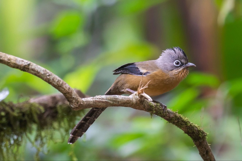 ゴックリンガビチョウ - 保護が必要な固有の鳥類 写真 3