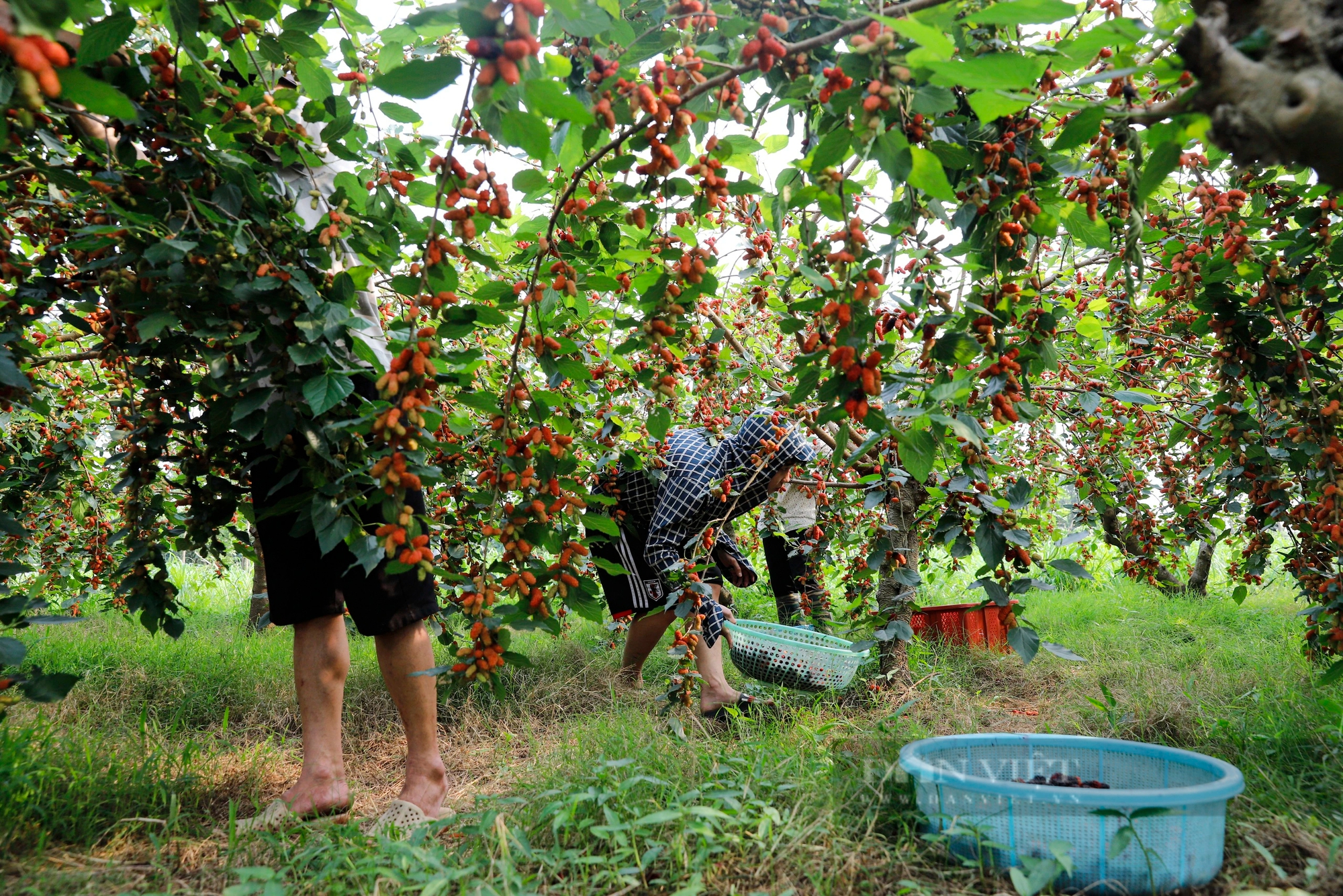 Dâu tằm chín trĩu cành, nông dân ngoại thành Hà Nội hối hả thu hoạch xuyên trưa để kịp giao cho thương lái- Ảnh 1.