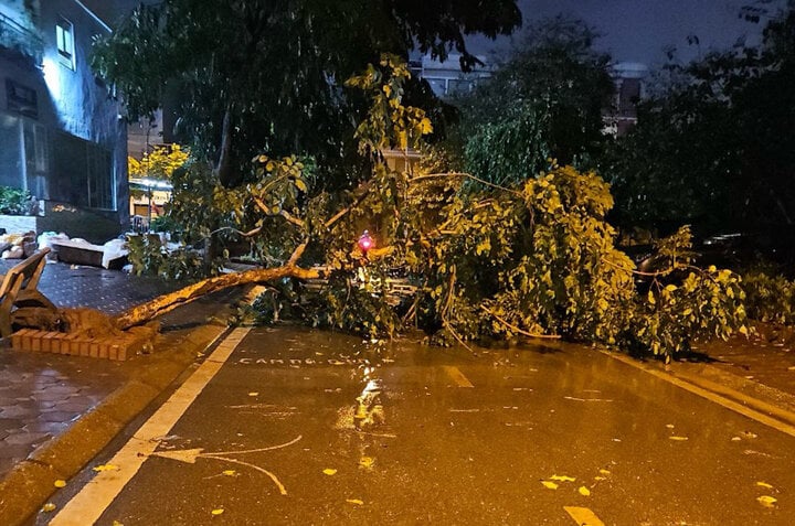 Des arbres ont été déracinés dans la rue Trung Van. (Photo : Ly Vu)