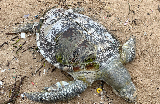 The animal's shell has a long crack. Photo: Truong Ha