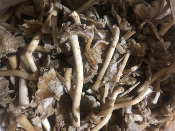 15 personnes empoisonnées après avoir mangé des champignons sauvages photo 1