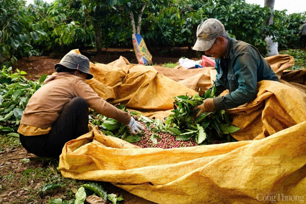 Giá cà phê tăng nhẹ trở lại