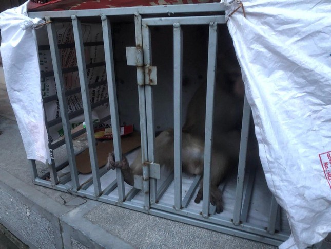Monos salvajes hacen bromas a funcionarios y residentes en el centro de Hanoi (foto 4)