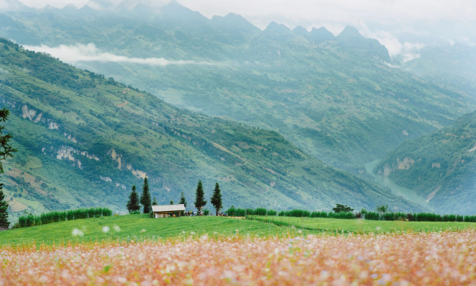 Buckwheat flower fields in Suoi Thau grassland (Xin Man, Ha Giang) in October. Photo: Nguyen Cong Uy