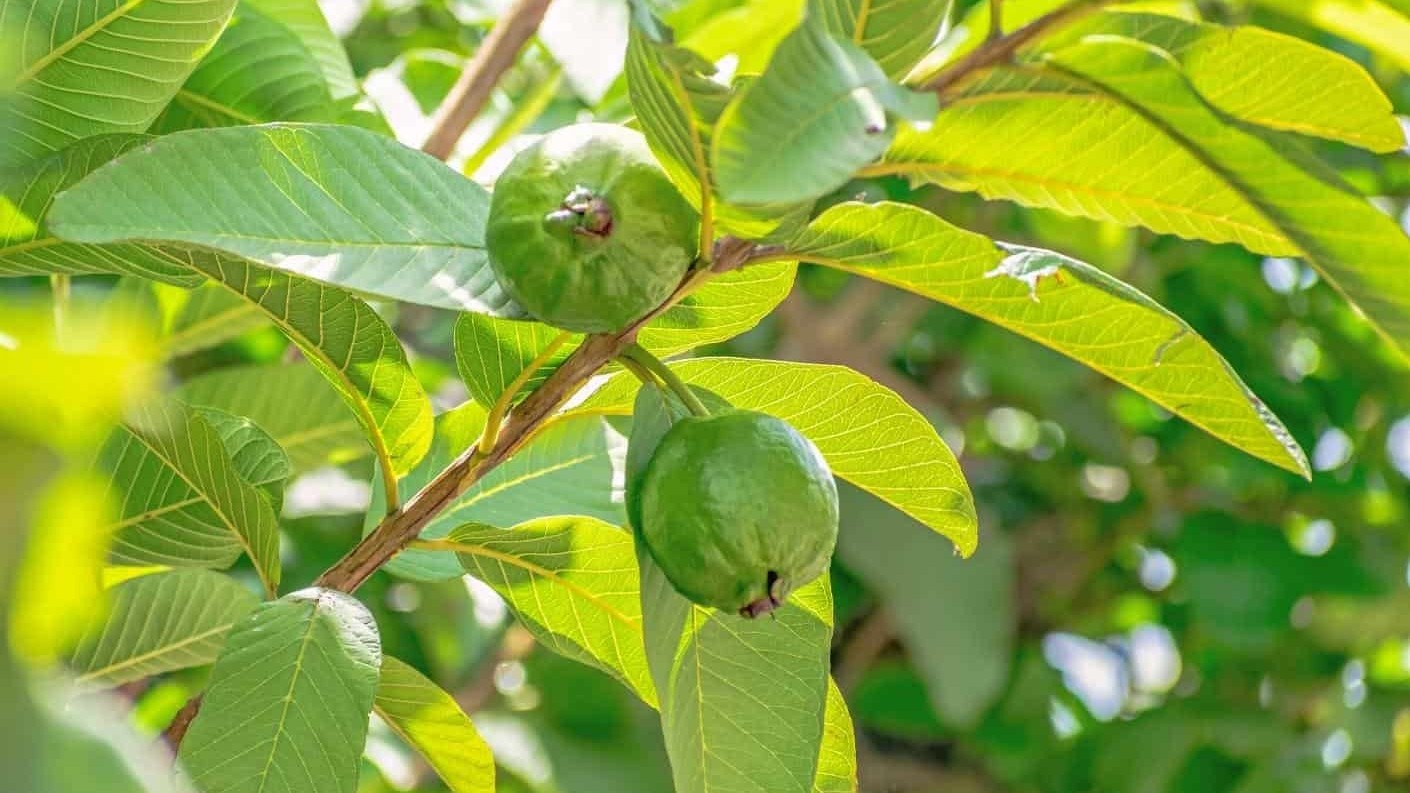 What are the health benefits of guava leaf water?