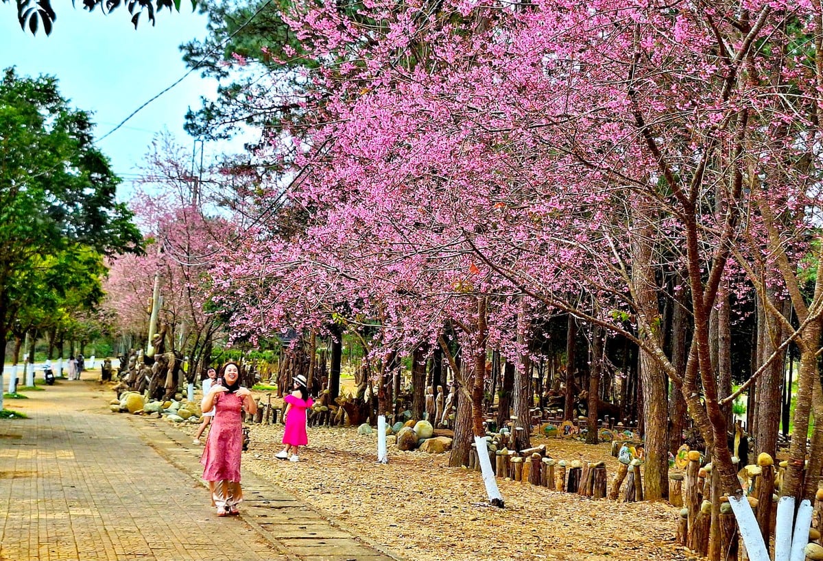 Admiring cherry blossoms 'dying' the whole town of Mang Den in pink photo 8