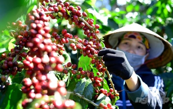 Los precios internos del café disminuyeron ligeramente y los precios mundiales del café aumentaron considerablemente.