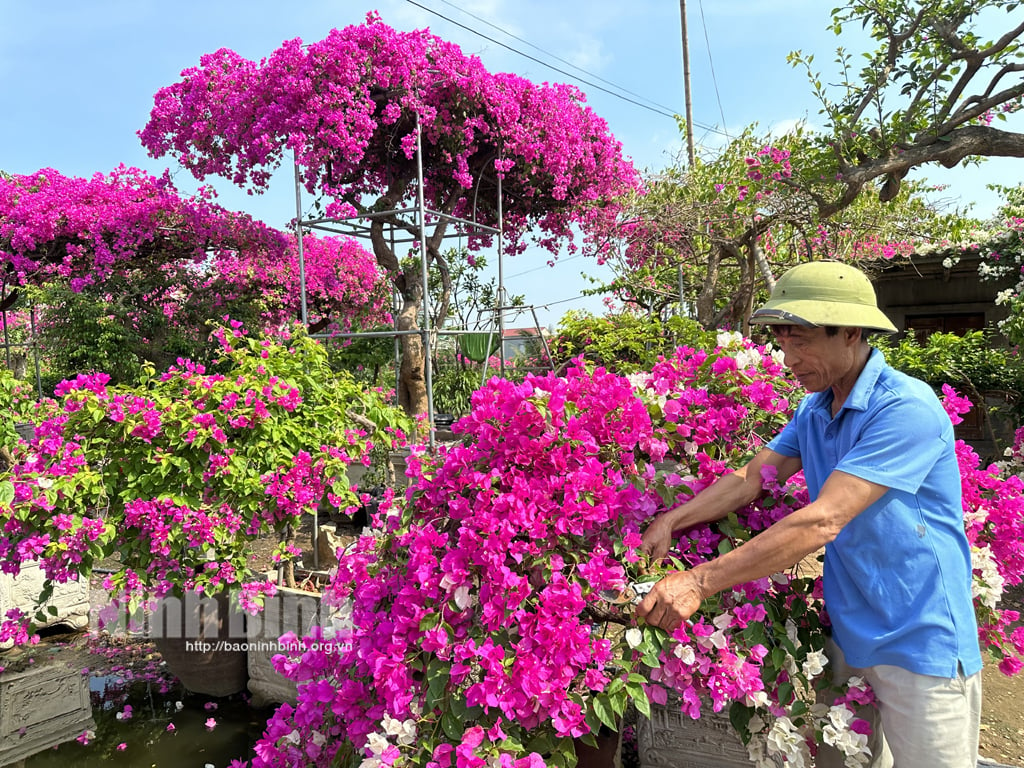 Thôn Xuân Mai nhiều hộ dân thu nhập cao nhờ cây hoa giấy