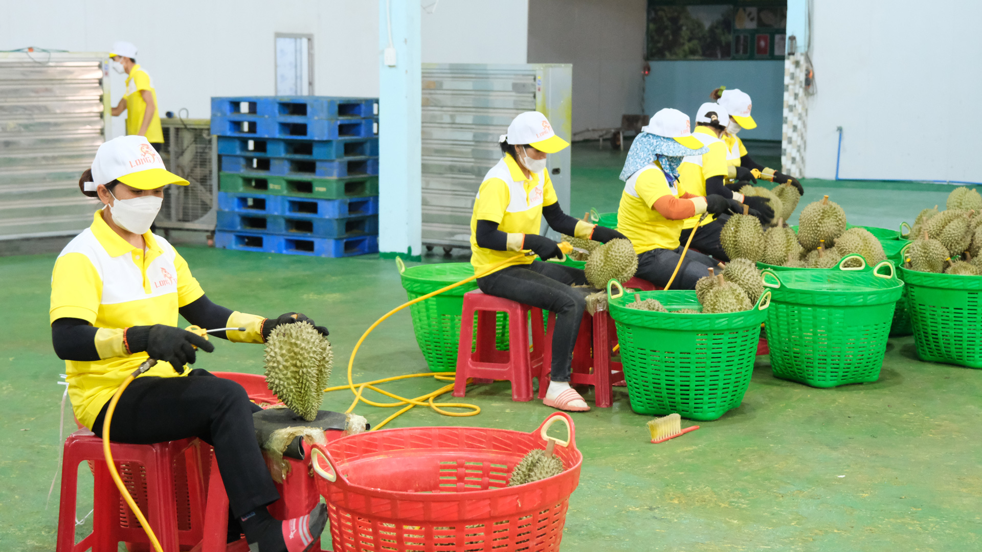 Sầu riêng, loại 