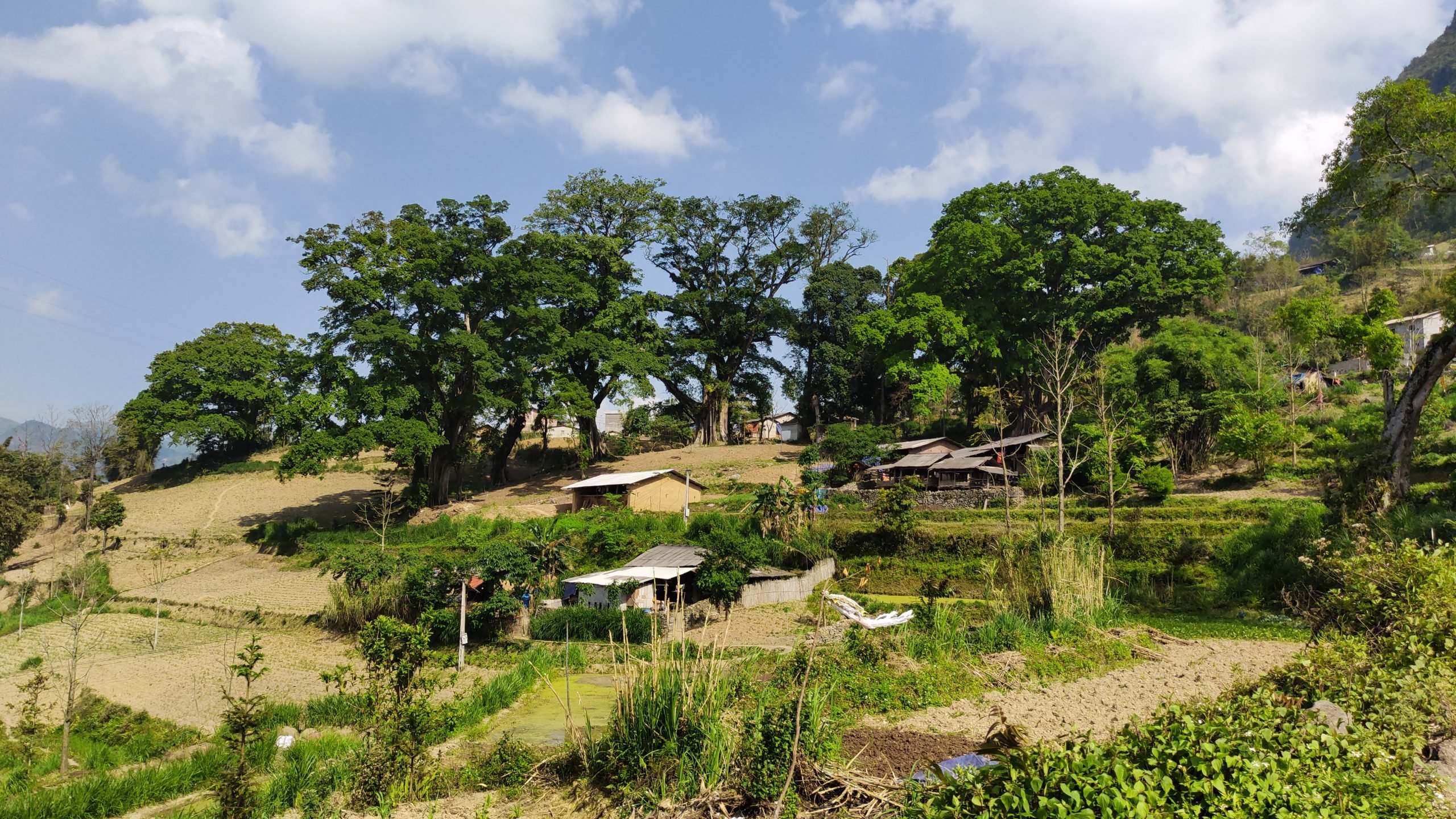 Groupe rare d'arbres banyans centenaires dans un village centenaire à Ha Giang