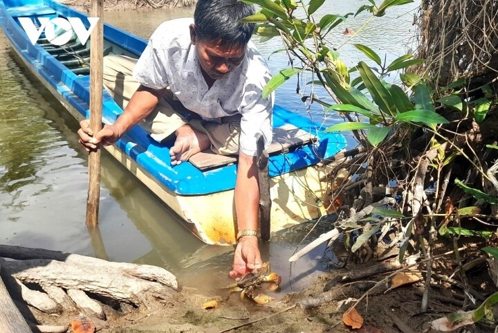 Ca Mau specialty crabs die on a large scale - 2