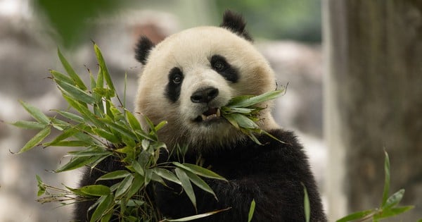 Après 24 ans, la Chine accueille à nouveau des pandas dans la capitale américaine