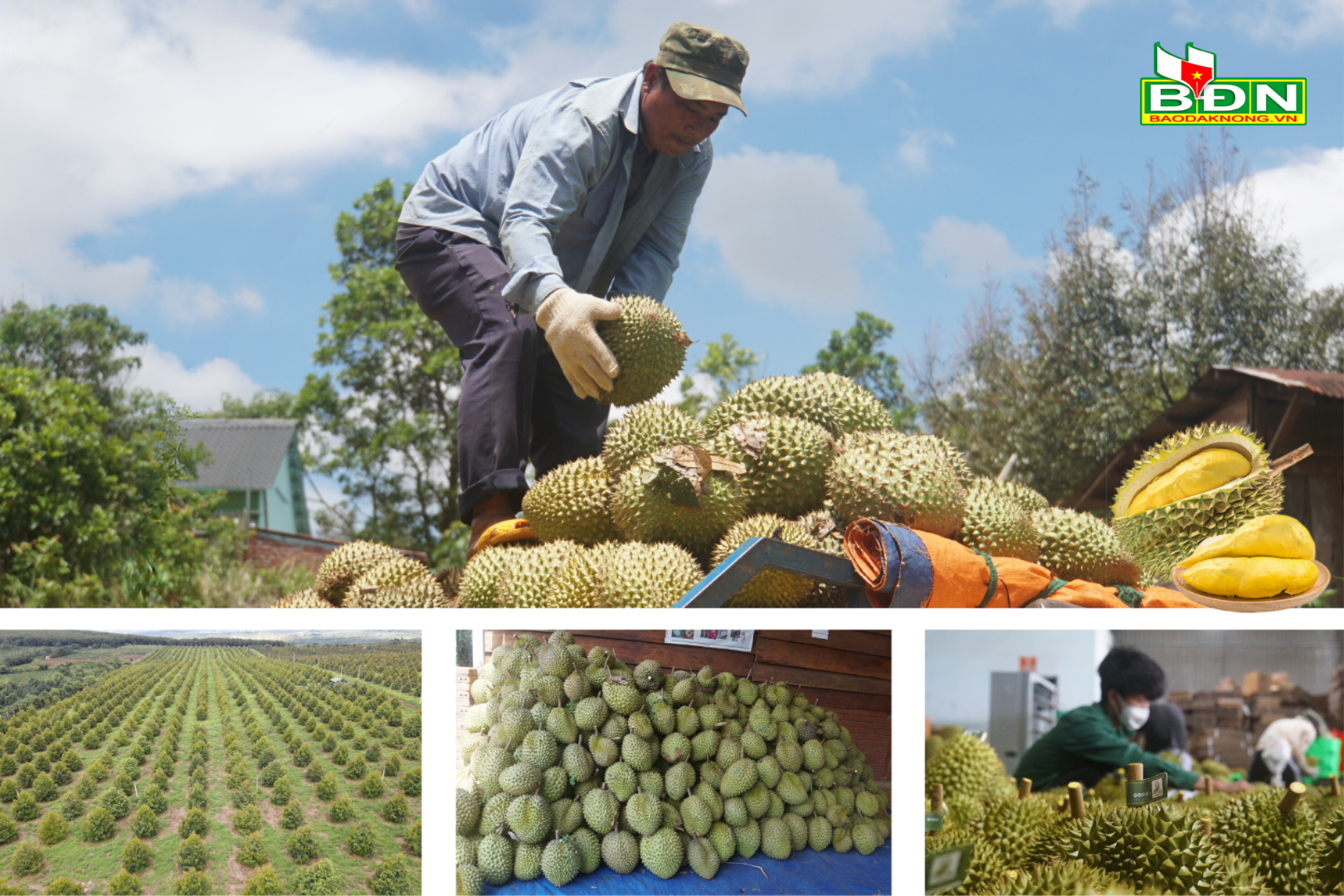 Dak Nong's private vegetables are highly appreciated for their quality.png