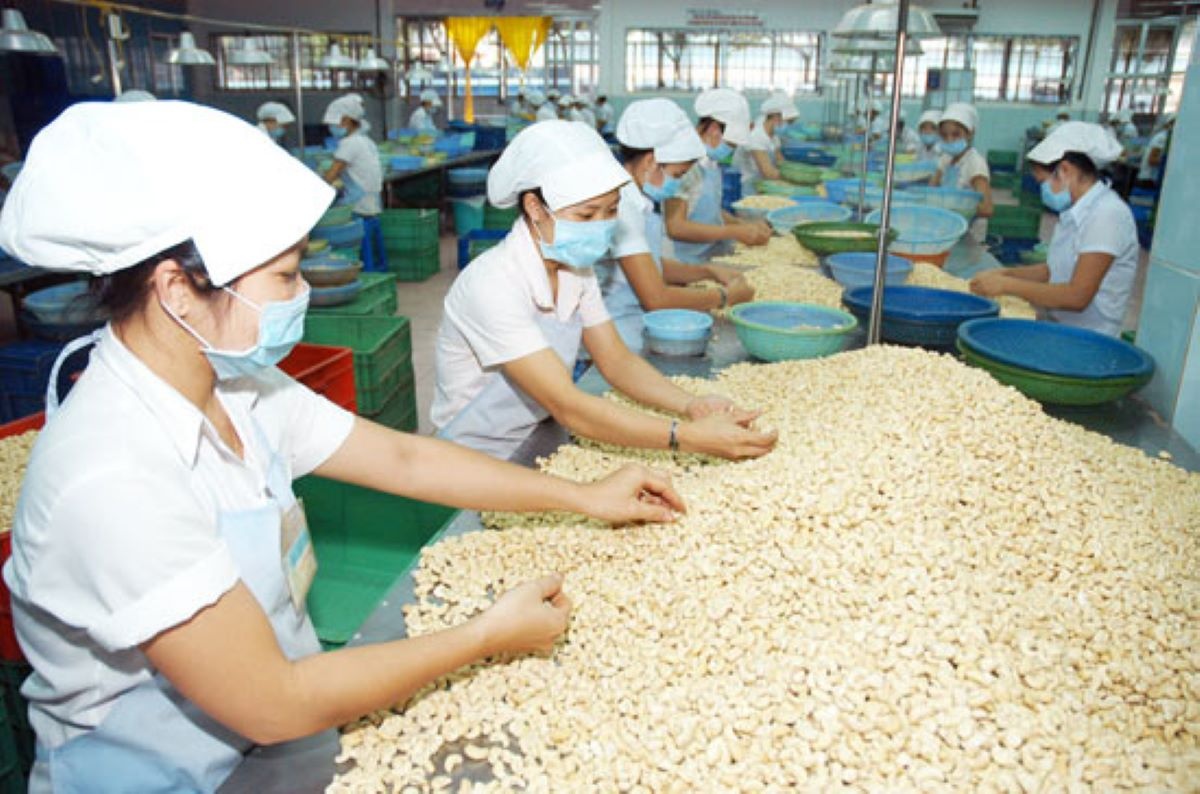 Cashew exports hit record high in recent years