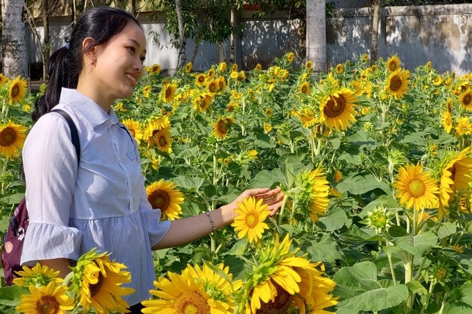 Vườn hướng dương 2.000m2 rực rỡ trong ngôi chùa độc đáo ở Sóc Trăng - 3