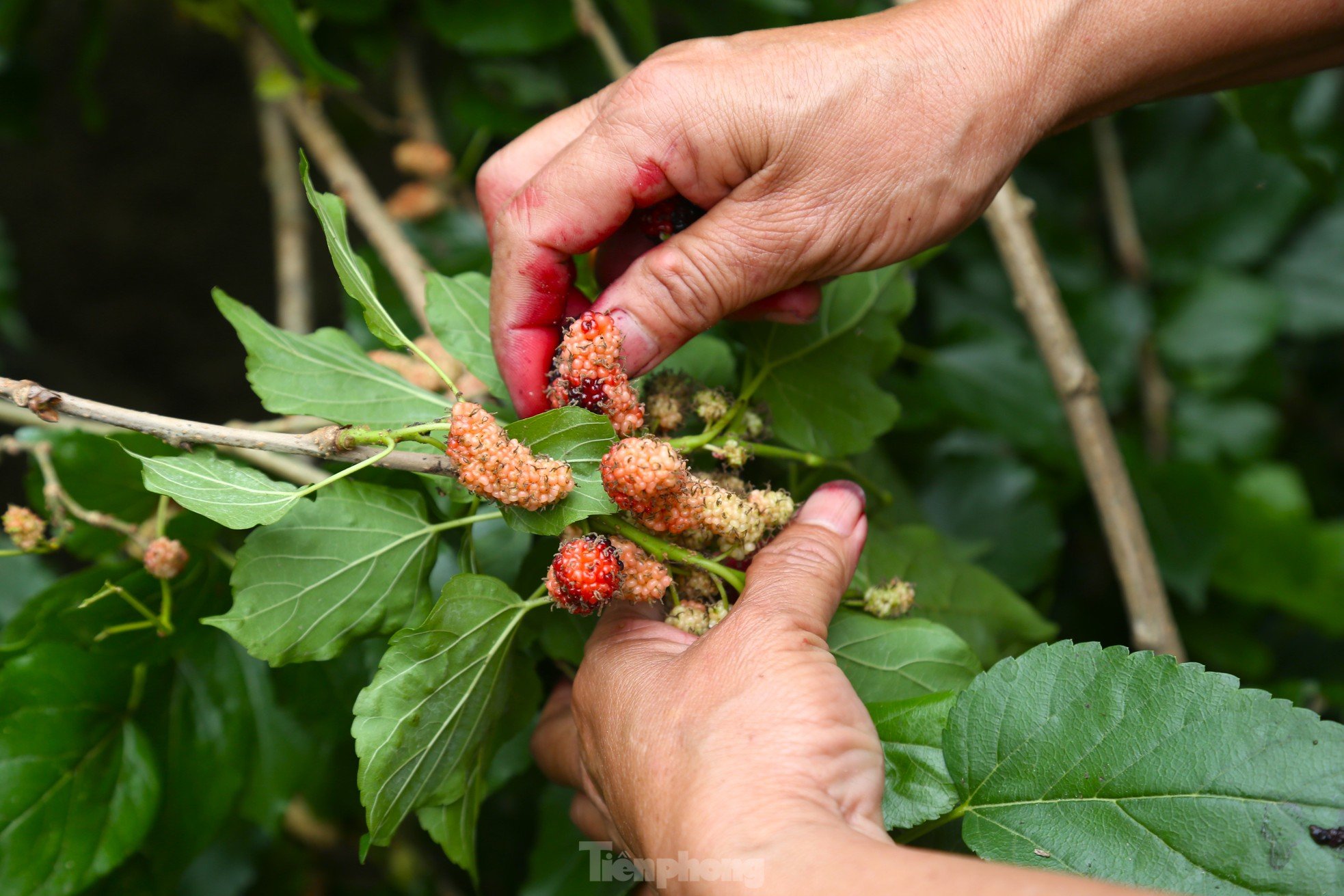 Moras rojas maduras, la gente en las comunas suburbanas está ocupada cosechándolas. Foto 11