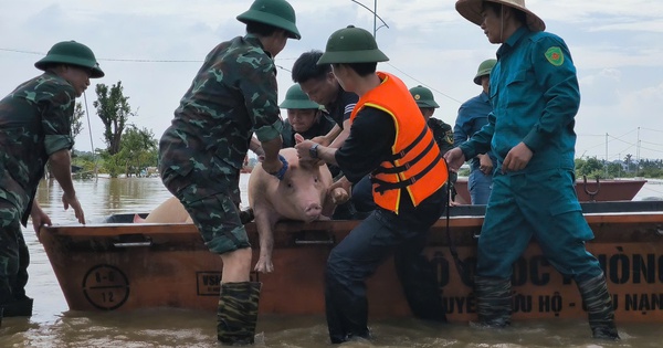 Las aguas de las inundaciones aumentan y los agricultores a lo largo del dique en Hung Yen se apresuran a encontrar compradores para sus cerdos valorados en mil millones de dólares.