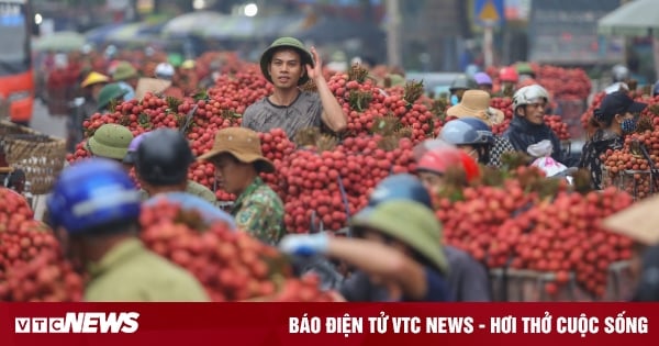 Les agriculteurs se précipitent pour transporter les litchis pour les peser et les vendre, les rues sont teintes en rouge.