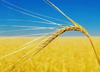 Ngũ cốc Kiev bị chặn tại ba nước châu Âu, Ba Lan và Ukraine nối lại đàm phán