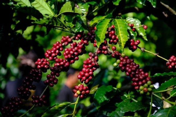 Los precios internos del café siguen aumentando ligeramente y Dak Nong alcanza un máximo de 122.000 VND/kg