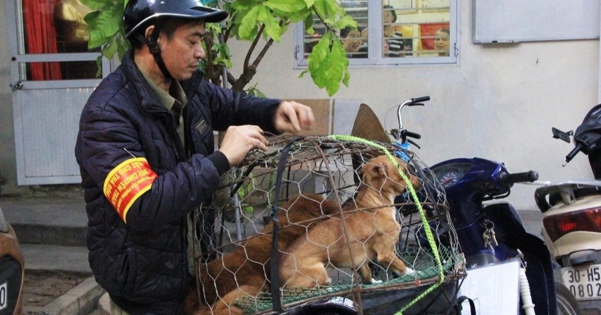 Hanoi verlangt die Führung eines Managementbuchs für in der Gegend aufgezogene Hunde und Katzen.