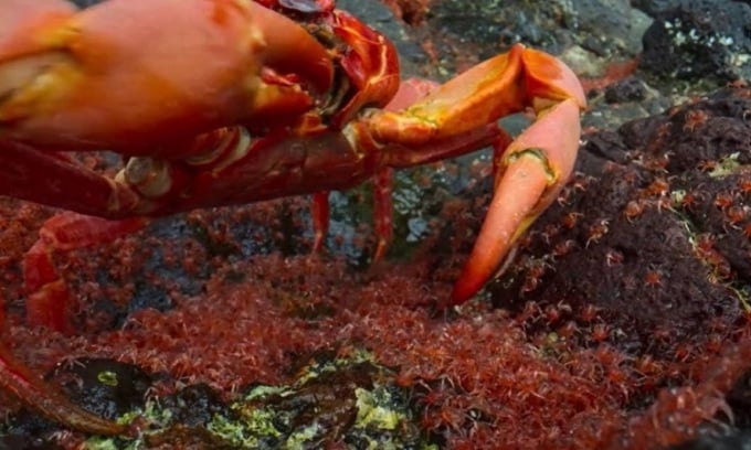 Les crabes rouges adultes attendent de manger les jeunes crabes. Photo : Live Science