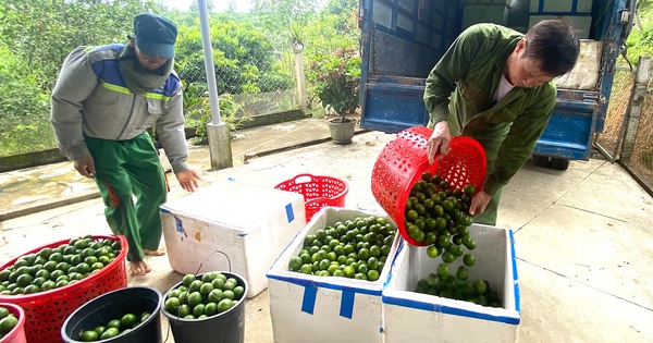 Los habitantes del distrito montañoso de Ha Tinh ganan casi 500 millones de dólares gracias al cultivo de un árbol de "súper fruta" de sabor amargo.