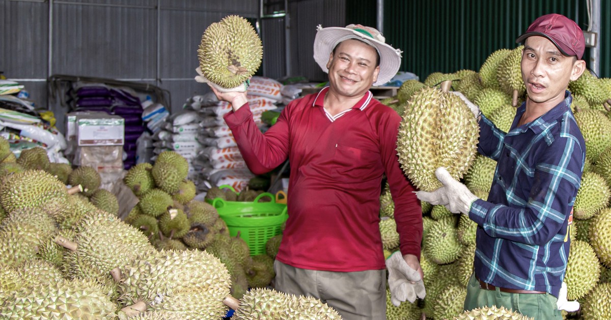 Nông dân Khánh Hòa phấn khởi vì giá sầu riêng lần đầu “lập đỉnh”