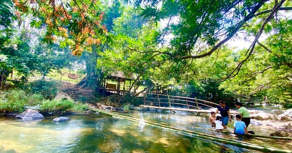 Forêt ancienne en fleurs sur les hautes montagnes de Binh Dinh