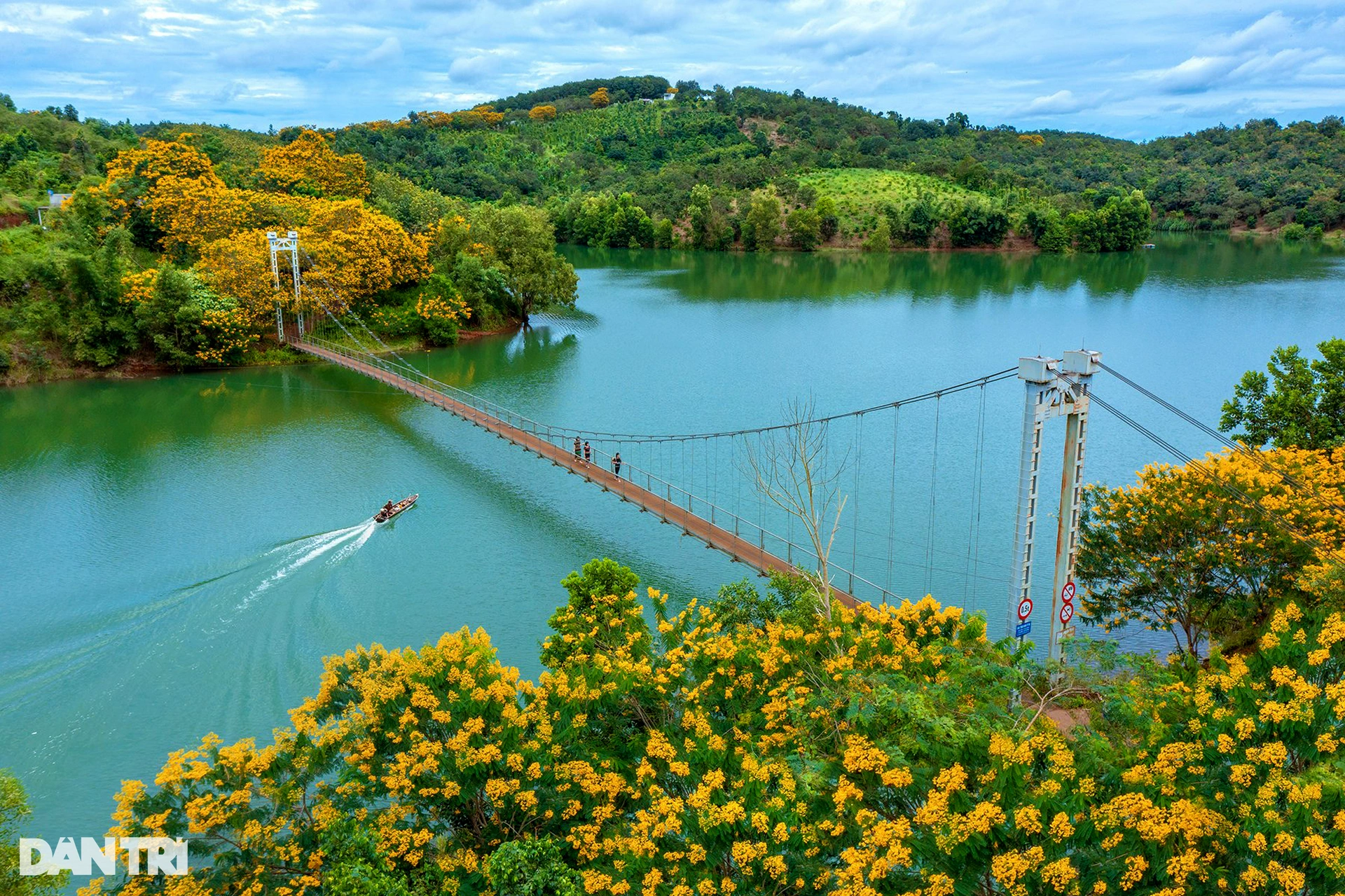 Yellow royal poinciana flowers bloom on both sides of the suspension bridge in Dak Nong