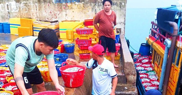 People in a commune in Binh Dinh caught a batch of protein-rich anchovies, collected a ton, and earned 20-32.9 million/trip.