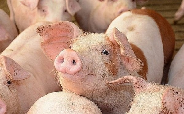 Short supply, pig price continues to rise