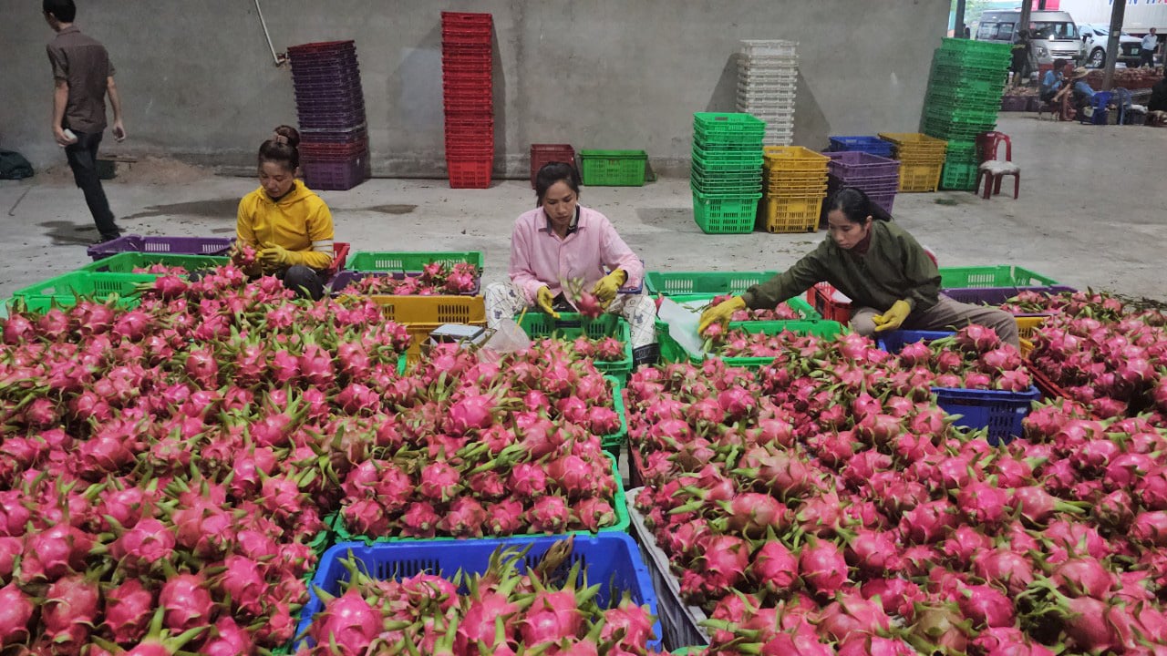 Bình Thuận, Ninh Thuận hứa tăng chất lượng thanh long, nho, táo... bán vào TP.HCM- Ảnh 1.