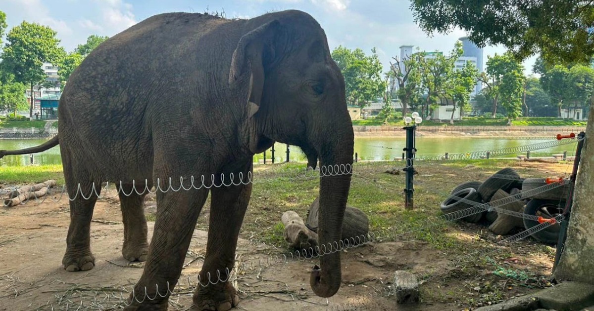 ปล่อยช้าง 2 ตัวที่ถูกล่ามโซ่ไว้ที่อุทยานแห่งชาติทูเล