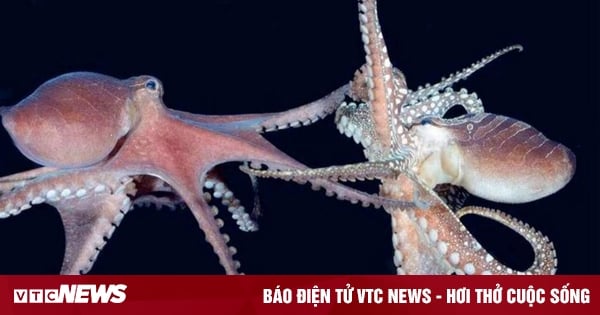 Wie viele Herzen hat ein Oktopus?