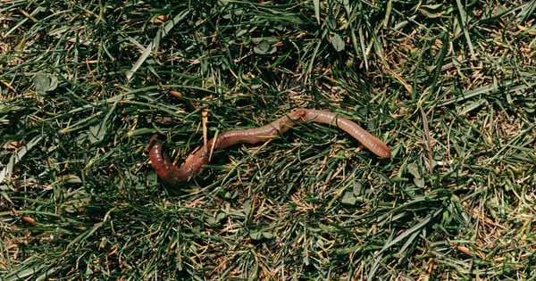 Can earthworms really cure many diseases?