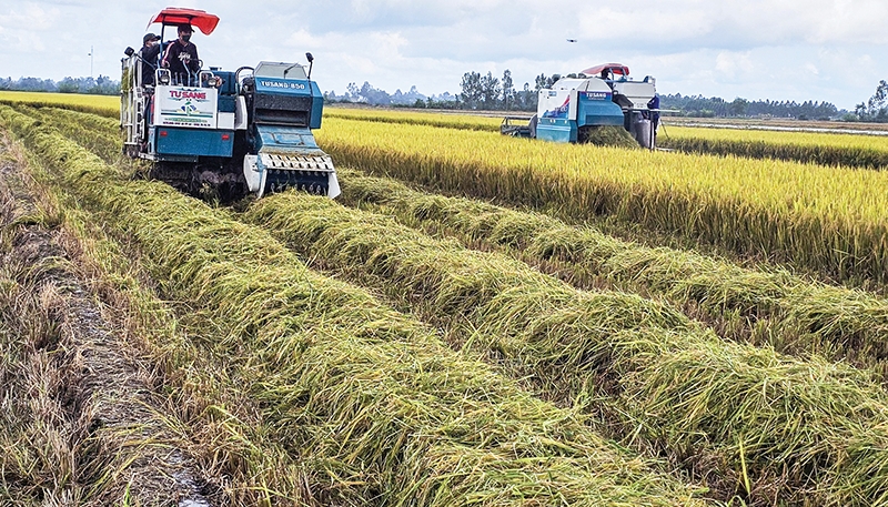 Thu hoạch lúa trong mô hình canh tác lúa CLC và PTT tại HTX Tiến Thuận.