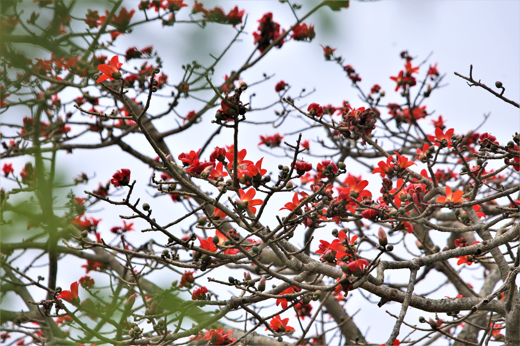Fascinated by the ancient cotton trees blooming in the hometown of the great poet Nguyen Du photo 10