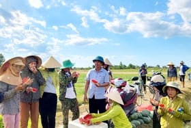 Vinh Son: El melón Vinh Nong cultivado en arrozales para una sola cosecha genera ingresos de 70 a 135 millones de VND/ha