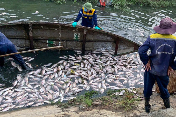 Mass fish deaths in the canal leading to Trung Nghia 1 Lake. Photo: Trung Nhan