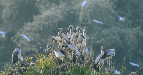 Aves silvestres vuelan en el cielo en la zona turística.